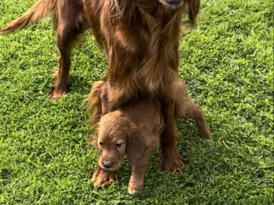 Irish Setter puppies in Tipperary☘️