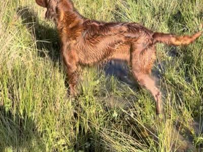 Irish Setter puppies in Tipperary☘️