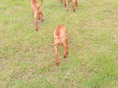 Pedigree Hungarian Vizsla puppies IKC registered for sale in Cork