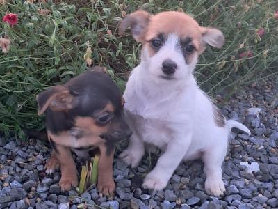 2 beautiful Jack Russell puppies in Tipperary