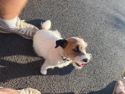 Rough Coated Jack Russell