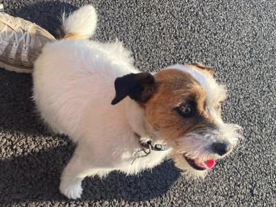 Max is a male Rough Coated Jack Russell dog for sale in Westmeath