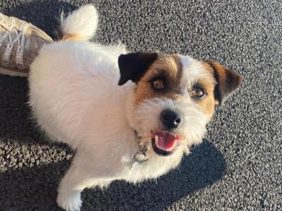 Rough Coated Jack Russell