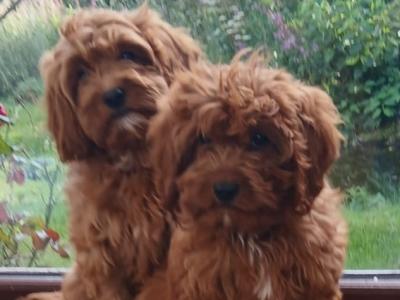 Red Cavapoos , 3 female 1 male in Wexford