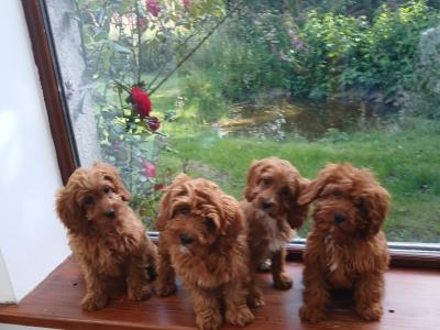 Red Cavapoos , 3 female 1 male in Wexford