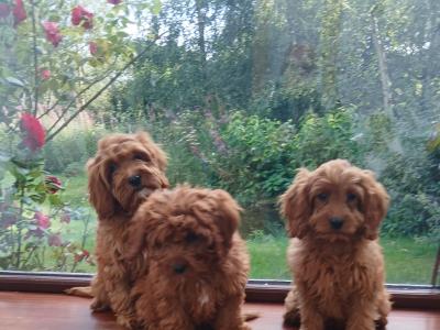 Red Cavapoos , 3 female 1 male in Wexford