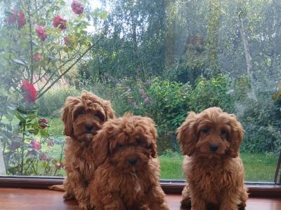 Red Cavapoos , 3 female 1 male in Wexford