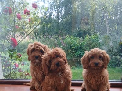 Red Cavapoos , 3 female 1 male in Wexford