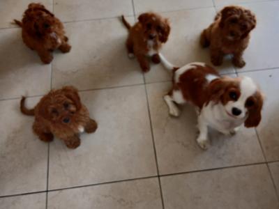 Red Cavapoos , 3 female 1 male in Wexford