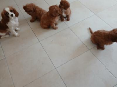 Red Cavapoos , 3 female 1 male in Wexford