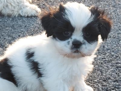 Adorable Black & White Shih - Tzu puppies in Roscommon
