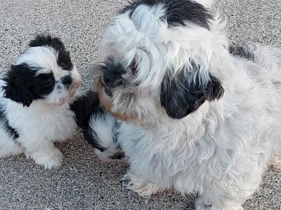 Adorable Black & White Shih - Tzu puppies in Roscommon