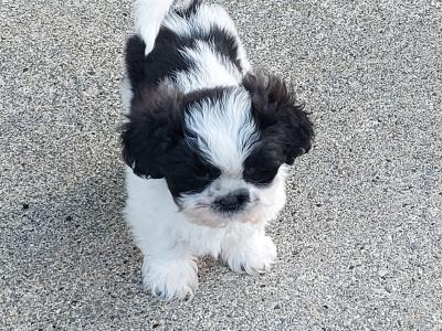 Adorable Black & White Shih - Tzu puppies in Roscommon