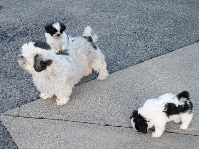Adorable Black & White Shih - Tzu puppies in Roscommon