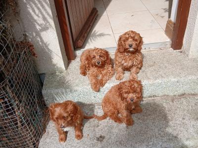 Red Cavapoos , 3 female 1 male in Wexford