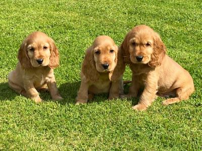 IKC Registered Cocker Spaniel puppies in Laois