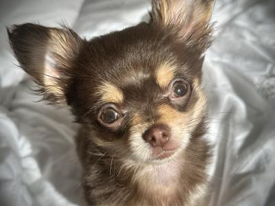Long Coat Chihuahua for stud in Wexford