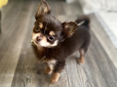Long Coat Chihuahua for stud in Wexford