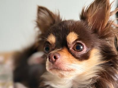 Long Coat Chihuahua for stud in Wexford