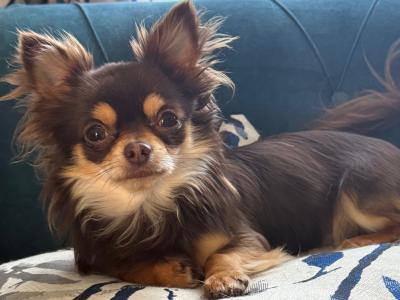 Long Coat Chihuahua for stud in Wexford