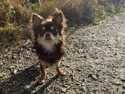 Long Coat Chihuahua for stud in Wexford