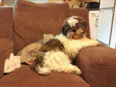White brown Lhasa Apso puppy for sale in Dublin