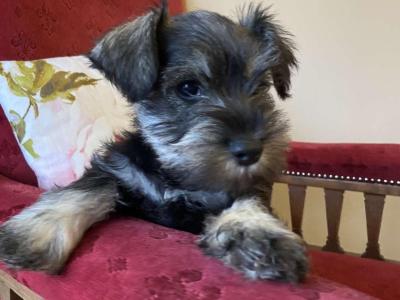 Purebred miniature Schnauzer puppies in Kilkenny
