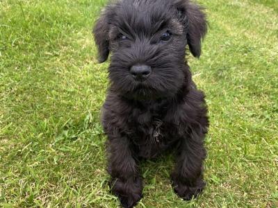 Purebred miniature Schnauzer puppies in Kilkenny