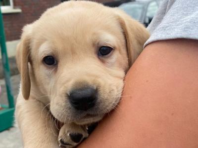 Adorable Golden Labrador puppies for sale in Offaly