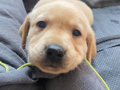 Adorable Golden Labrador puppies for sale in Offaly
