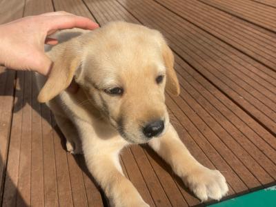 Adorable Golden Labrador puppies for sale in Offaly