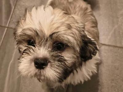 Affectionate IKC Pedigree Shih Tzu puppy