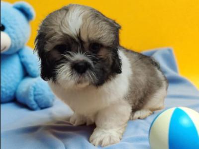 Affectionate IKC Pedigree Shih Tzu puppy