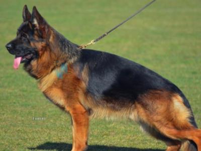 German Shepherd puppies for sale in Cork