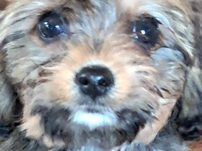 Black Cavachon puppies in Mayo