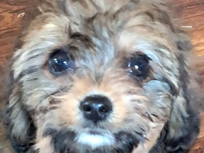 Black Cavachon puppies in Mayo