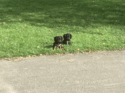 Vet checked Cavalier King Charles pups