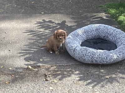 Vet checked Cavalier King Charles pups