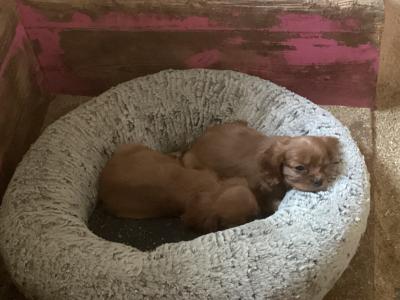 Vet checked Cavalier King Charles pups