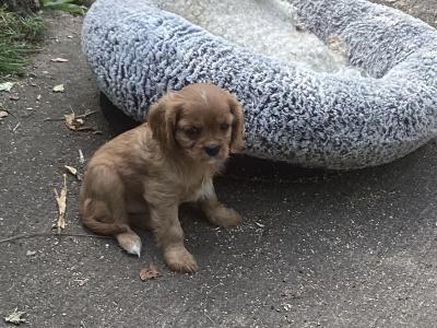 Vet checked Cavalier King Charles pups