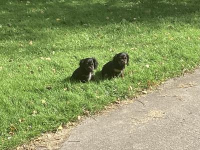 Vet checked Cavalier King Charles pups