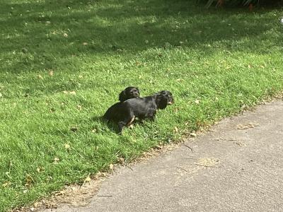Vet checked Cavalier King Charles pups