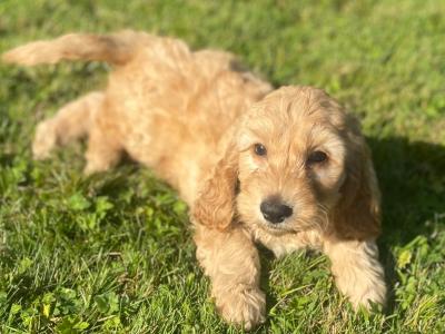 Beautiful Cockapoo puppies