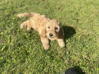 Beautiful Cockapoo puppies