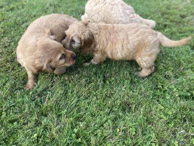 Beautiful Cockapoo puppies