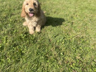 Beautiful Cockapoo puppies