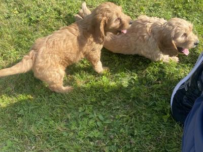 Beautiful Cockapoo puppies