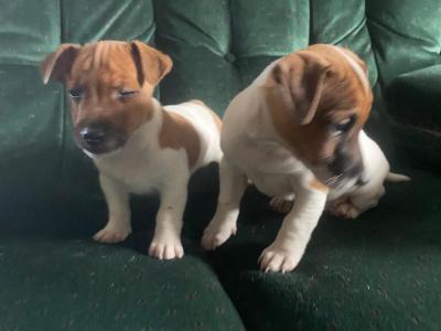 Jack Russell puppies