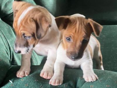 Jack Russell puppies in Limerick