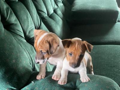 Jack Russell puppies